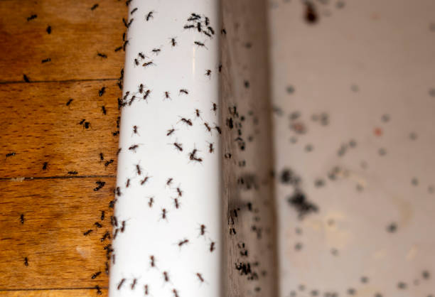 Best Cockroach Control Services  in East Greenville, PA