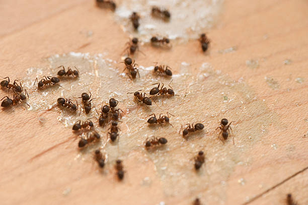 Best Best Pest Control Companies  in East Greenville, PA
